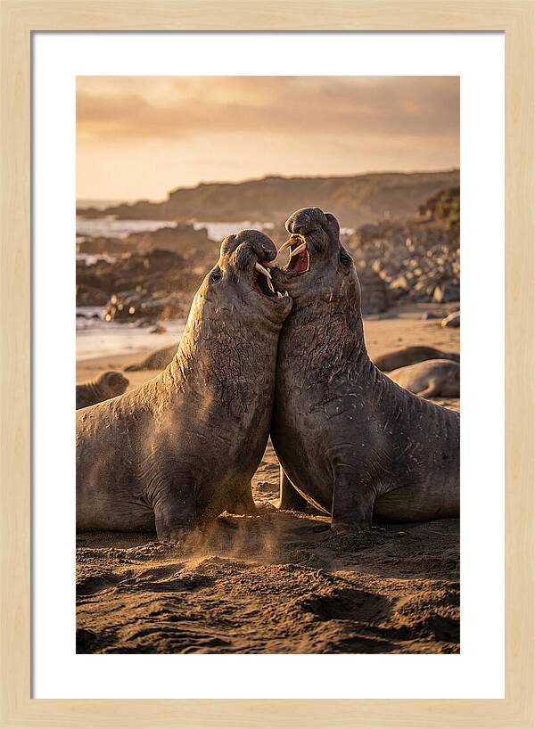 Elephant Seals In Combat