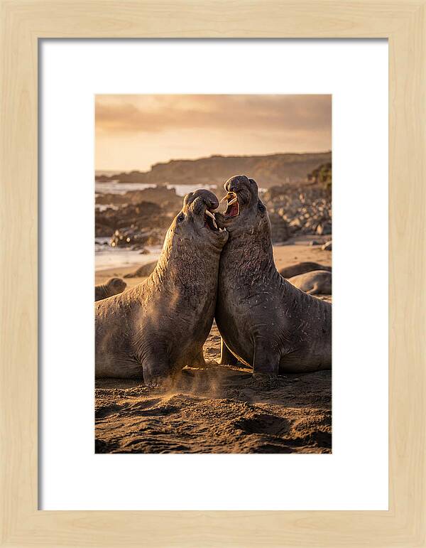 Elephant Seals In Combat