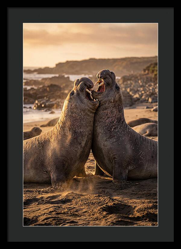 Elephant Seals In Combat
