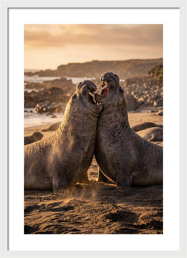 Elephant Seals In Combat