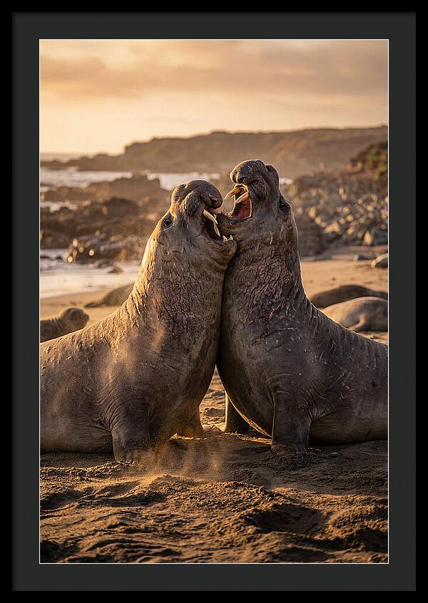 Elephant Seals In Combat