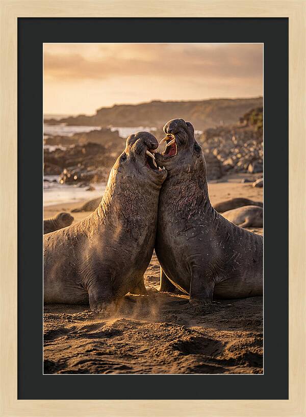 Elephant Seals In Combat