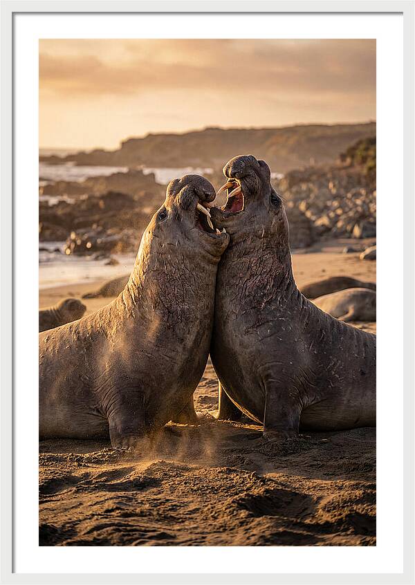 Elephant Seals In Combat