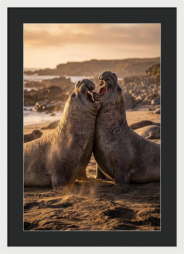 Elephant Seals In Combat