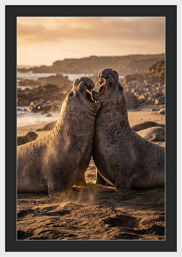 Elephant Seals In Combat