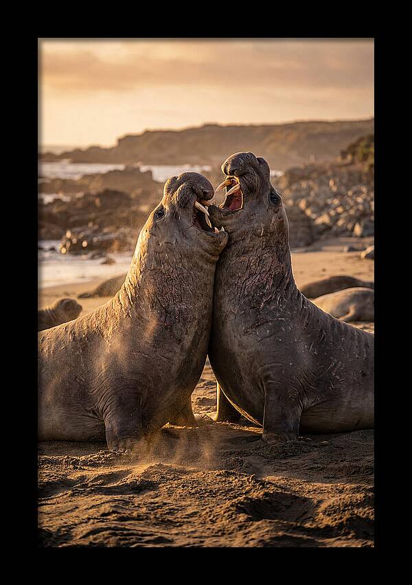 Elephant Seals In Combat