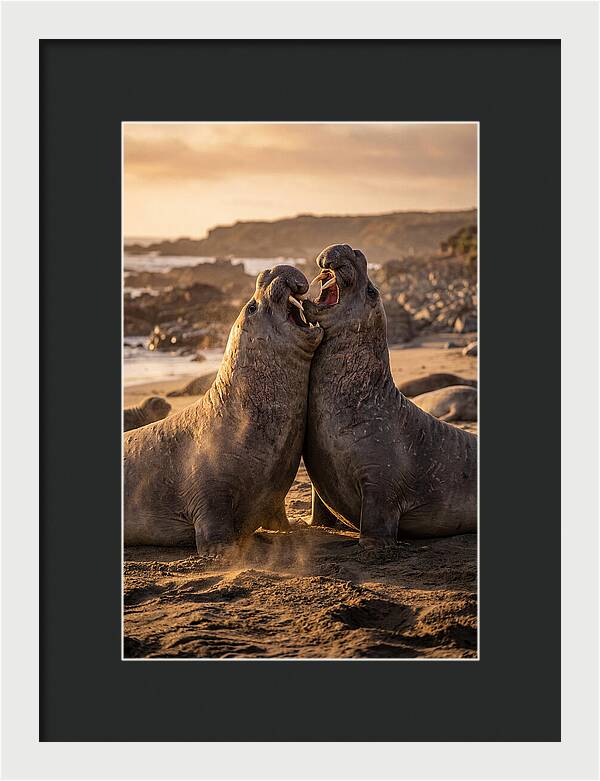 Elephant Seals In Combat