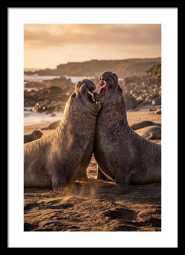 Elephant Seals In Combat