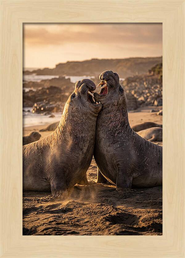 Elephant Seals In Combat