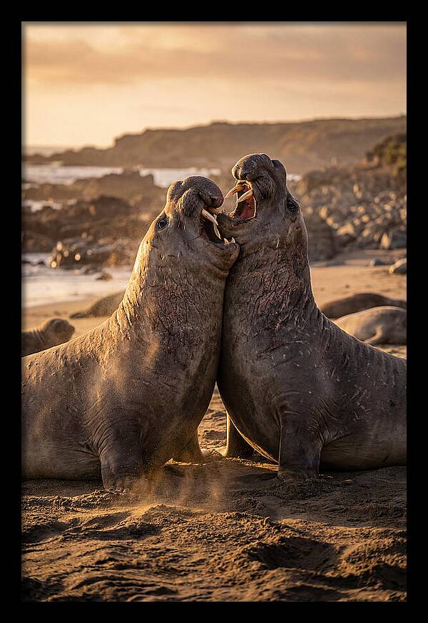 Elephant Seals In Combat
