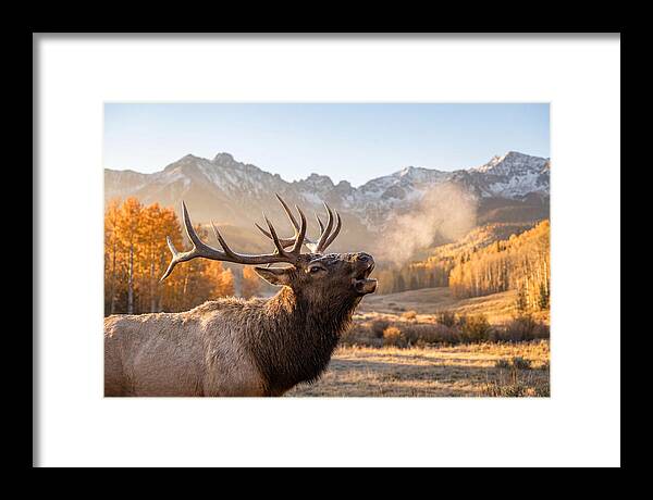 Elk Bull Bugling At Dawn