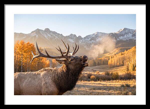 Elk Bull Bugling At Dawn