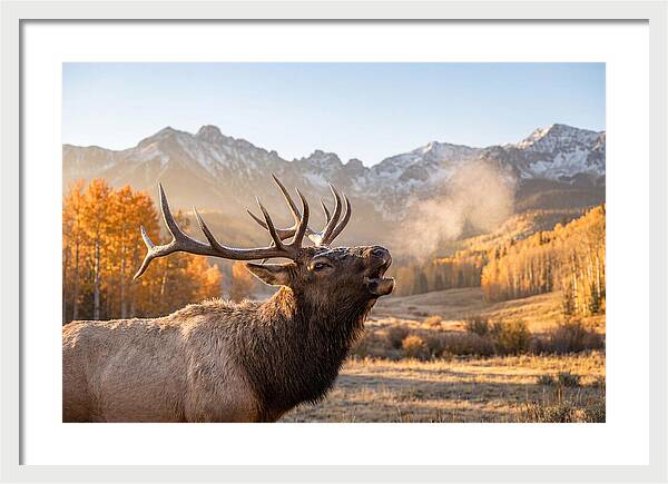 Elk Bull Bugling At Dawn