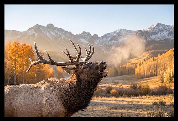 Elk Bull Bugling At Dawn