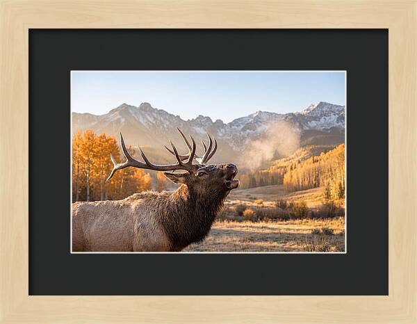 Elk Bull Bugling At Dawn
