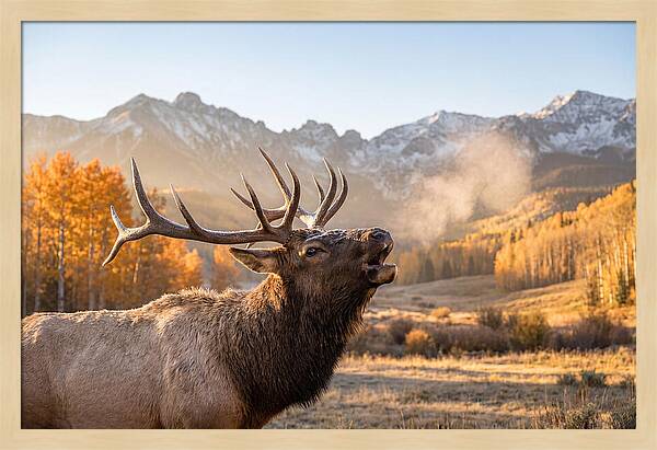 Elk Bull Bugling At Dawn