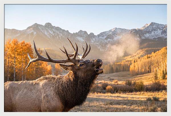 Elk Bull Bugling At Dawn