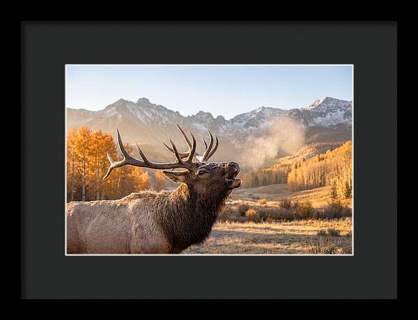 Elk Bull Bugling At Dawn