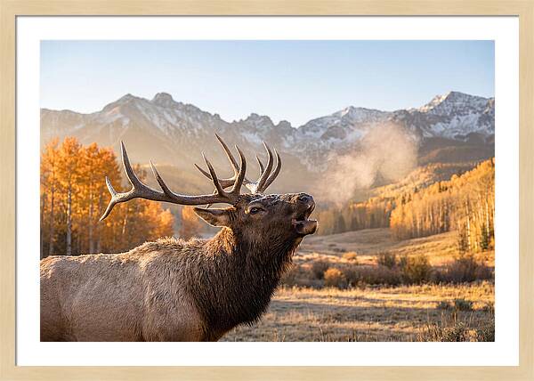 Elk Bull Bugling At Dawn