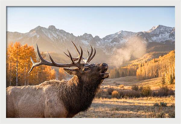 Elk Bull Bugling At Dawn