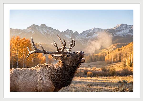 Elk Bull Bugling At Dawn