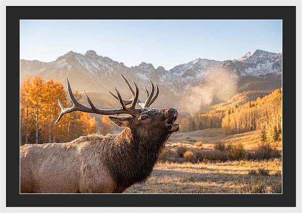 Elk Bull Bugling At Dawn