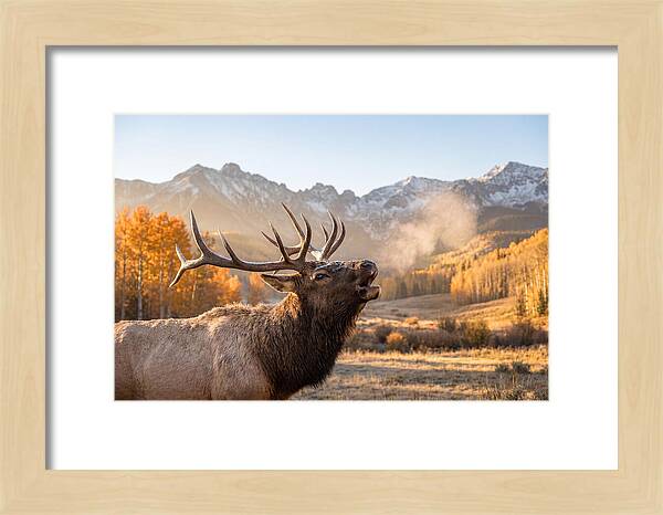 Elk Bull Bugling At Dawn