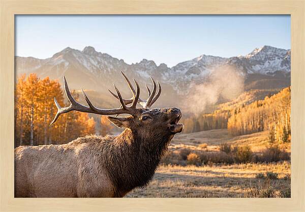 Elk Bull Bugling At Dawn