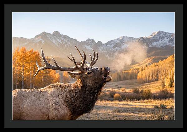 Elk Bull Bugling At Dawn