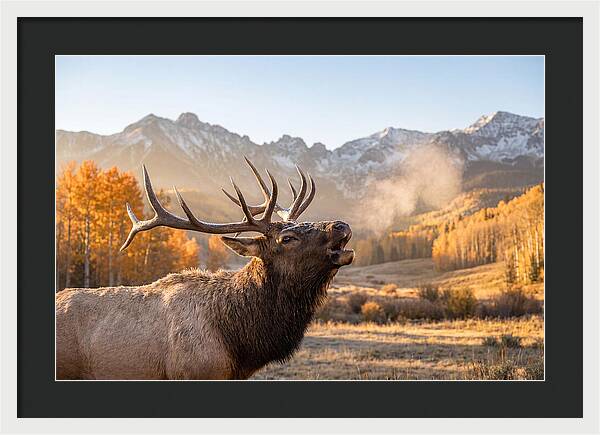 Elk Bull Bugling At Dawn
