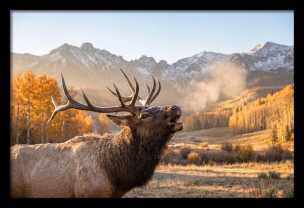 Elk Bull Bugling At Dawn