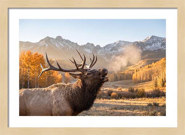 Elk Bull Bugling At Dawn