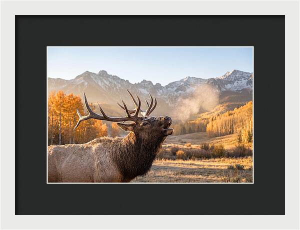 Elk Bull Bugling At Dawn