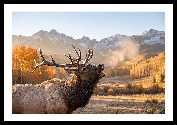 Bull Art