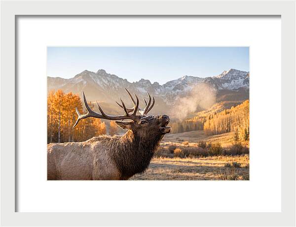Elk Bull Bugling At Dawn
