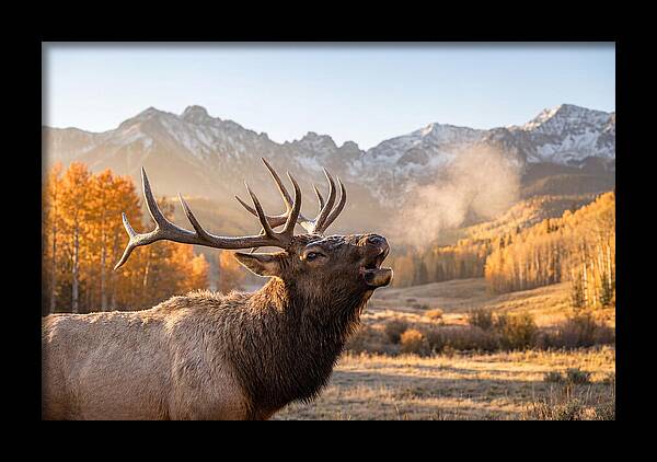 Elk Bull Bugling At Dawn
