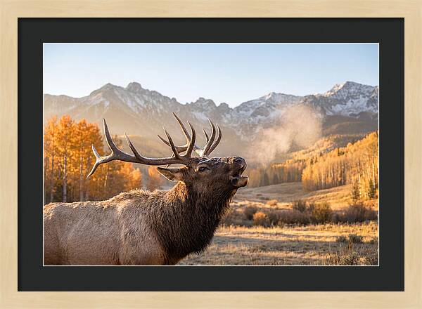 Elk Bull Bugling At Dawn