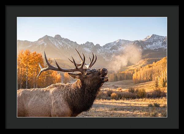 Elk Bull Bugling At Dawn