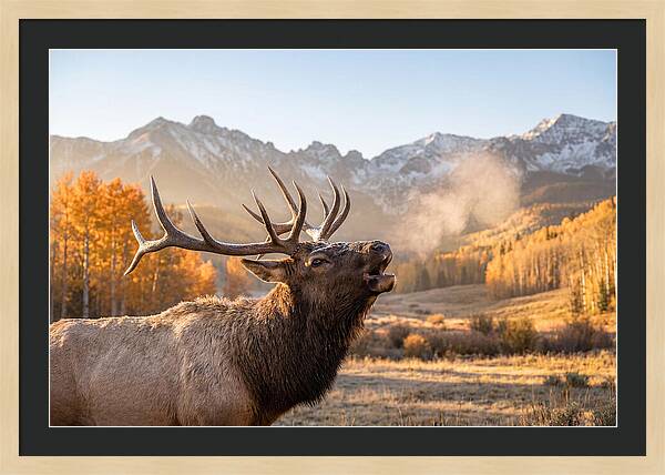 Elk Bull Bugling At Dawn