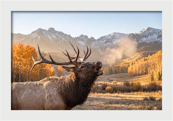 Elk Bull Bugling At Dawn