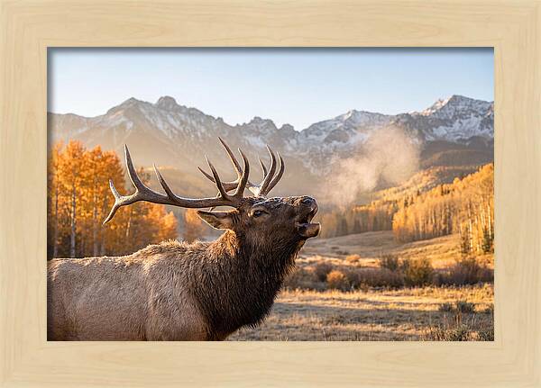 Elk Bull Bugling At Dawn