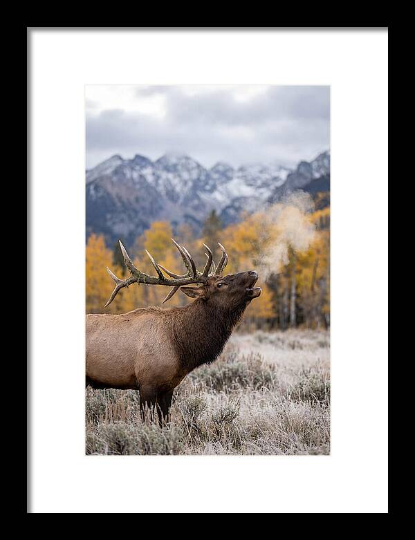 Elk Bull Bugling