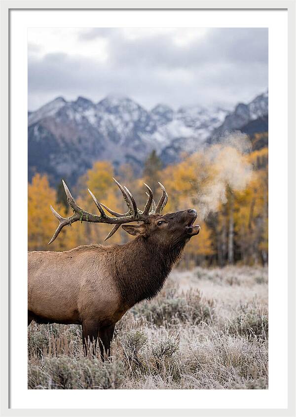 Elk Bull Bugling