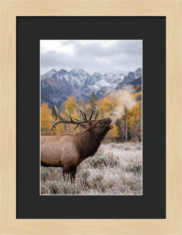 Elk Bull Bugling