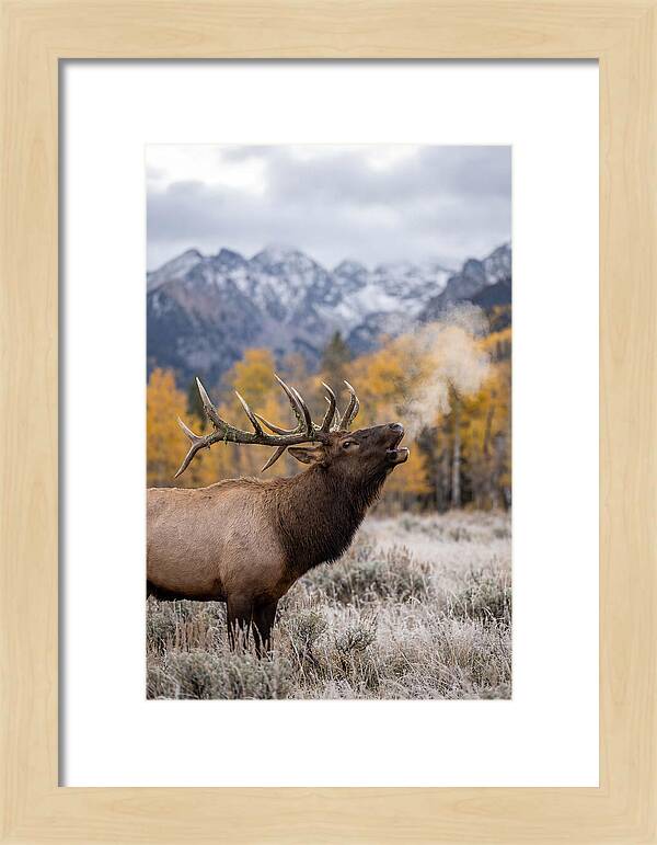 Elk Bull Bugling