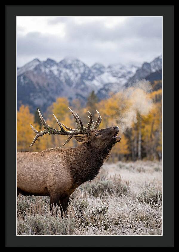Elk Bull Bugling