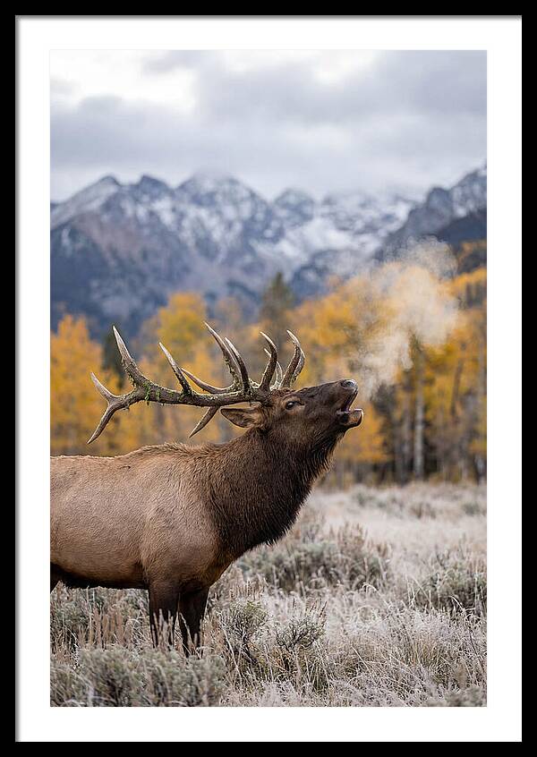 Elk Bull Bugling