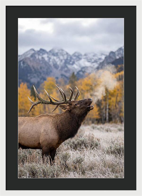 Elk Bull Bugling