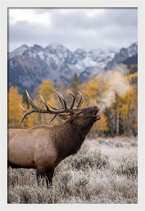 Elk Bull Bugling