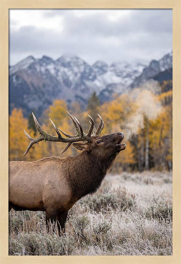Elk Bull Bugling